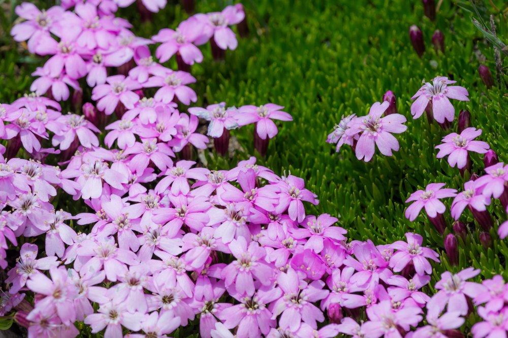 3 Top-Tipps für den Frühling in der Valle Maira